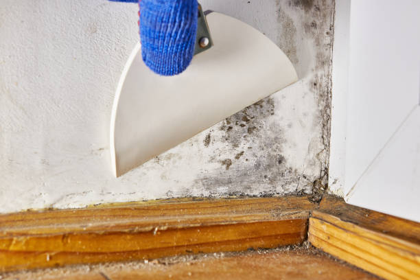 Best Forensic Mold Investigation  in Glastonbury Center, CT